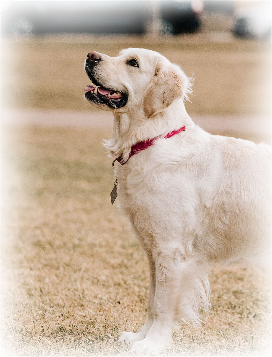 Pet receiving post-operative fracture repair care from a veterinary team member
