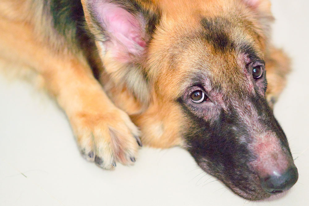 German Shepherd with skin condition being evaluated at Peak Pet Urgent Care in Reno, NV