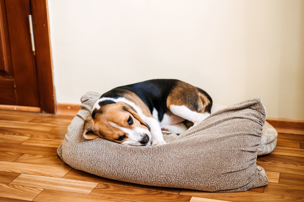 Alert puppy showing signs of illness — common puppy diseases and pet health monitoring