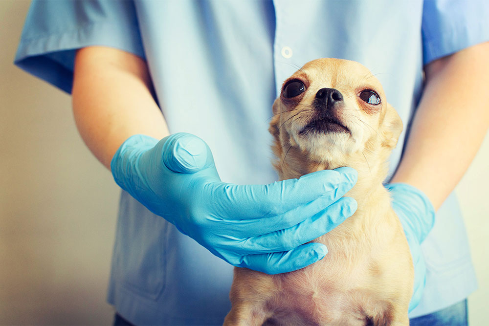 Healthy dog with paws up, representing quality pet care and wellness in Reno, NV