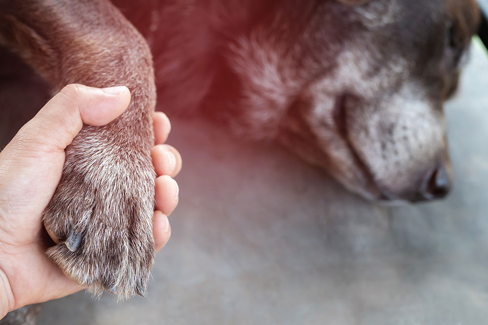 Veterinary staff gently holding the paw of a senior dog during a compassionate care visit