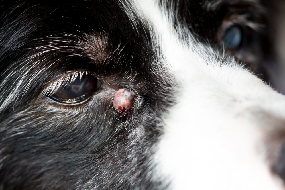 Inflamed eye lump on a pet showing visible swelling that requires urgent veterinary care