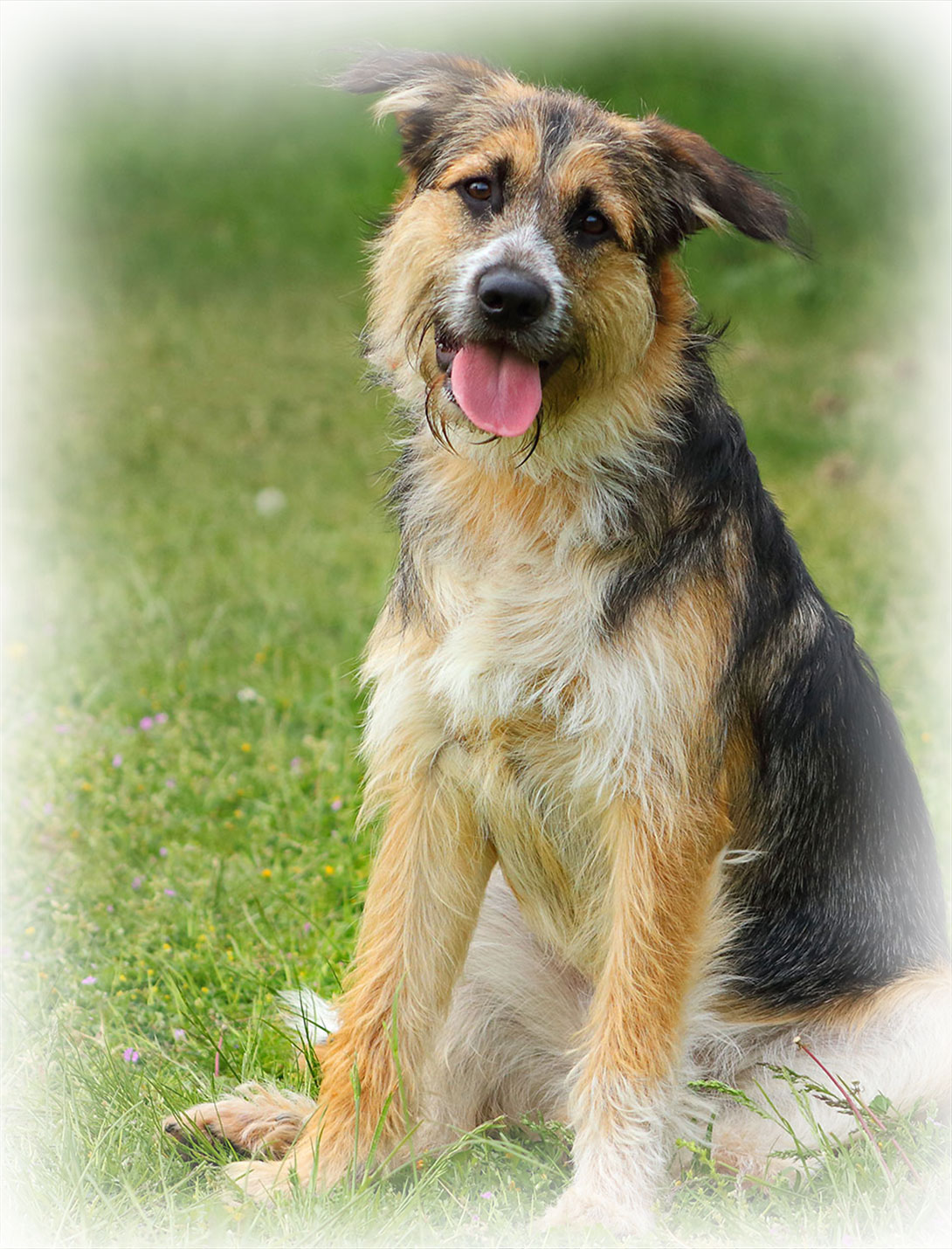 Veterinary laceration repair procedure for injured pets at Peak Pet Urgent Care in Reno NV
