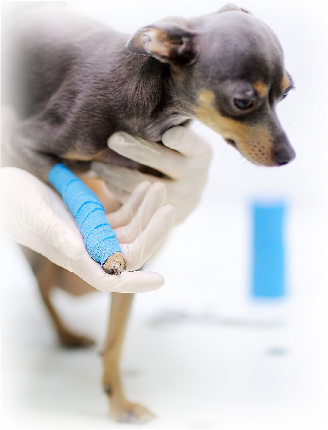 Close-up of pet laceration repair procedure at Peak Pet Urgent Care in Reno NV
