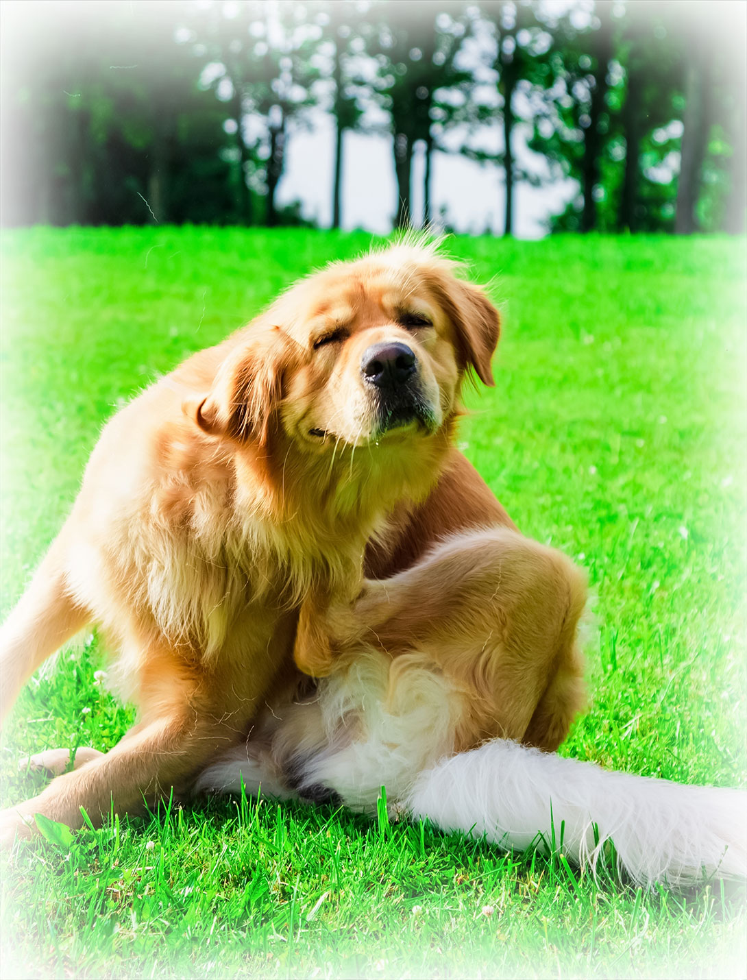 Long bone fracture repair surgery for pets at Peak Pet Urgent Care in Reno, NV
