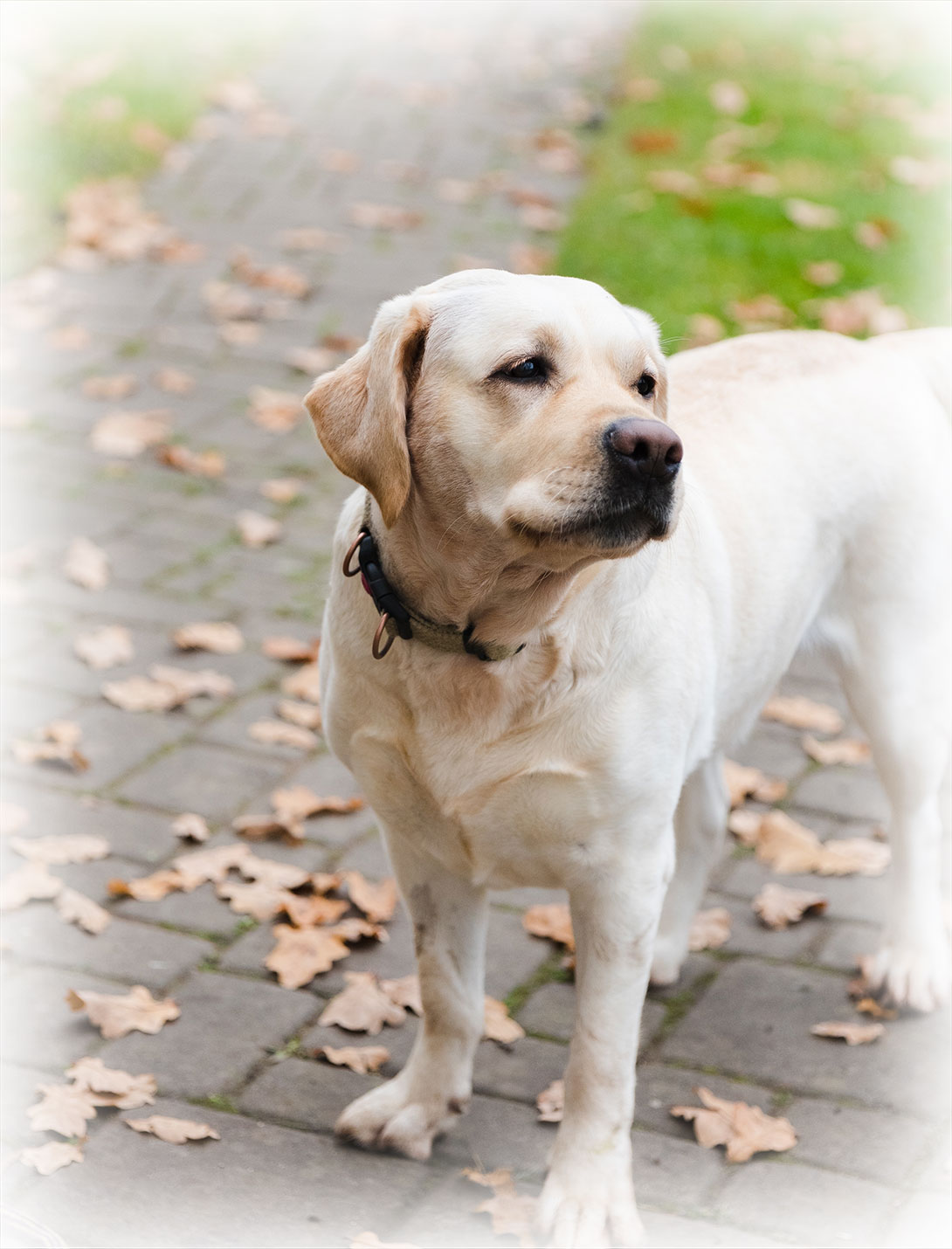Veterinarian conducting a pet health examination at Peak Pet Urgent Care in Reno, Nevada
