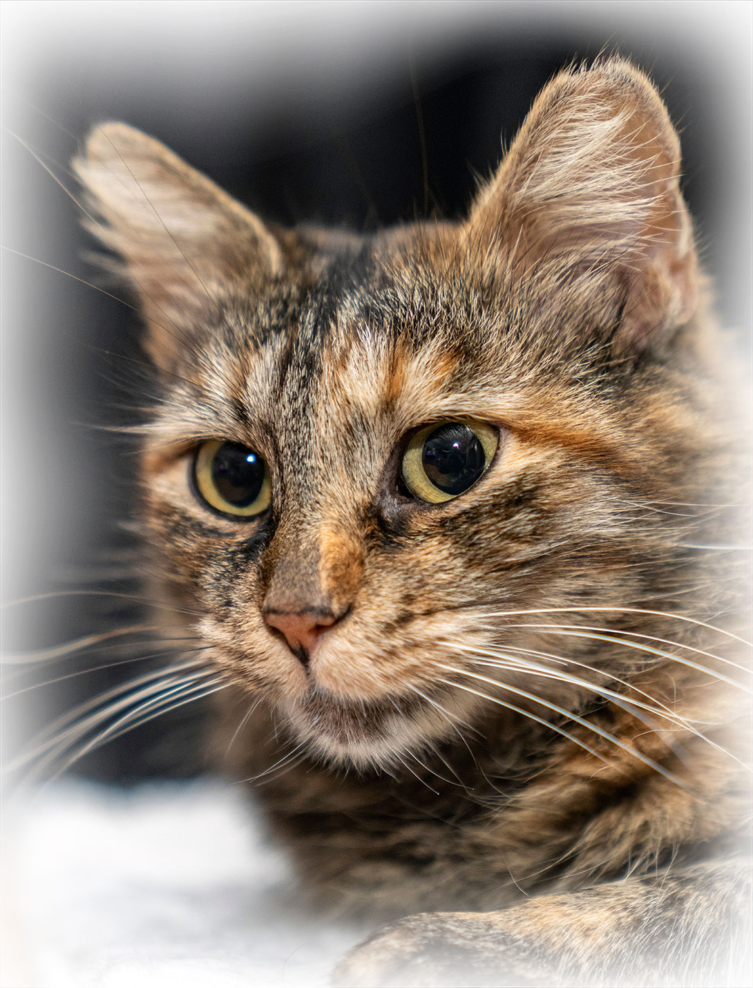Veterinary team member interacting with a pet during a general care visit in Reno, NV
