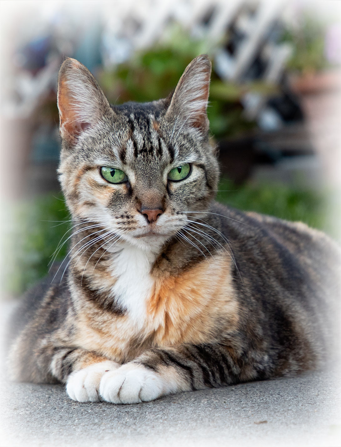 Veterinary staff member caring for a patient at Peak Pet Urgent Care veterinary clinic in Reno, NV
