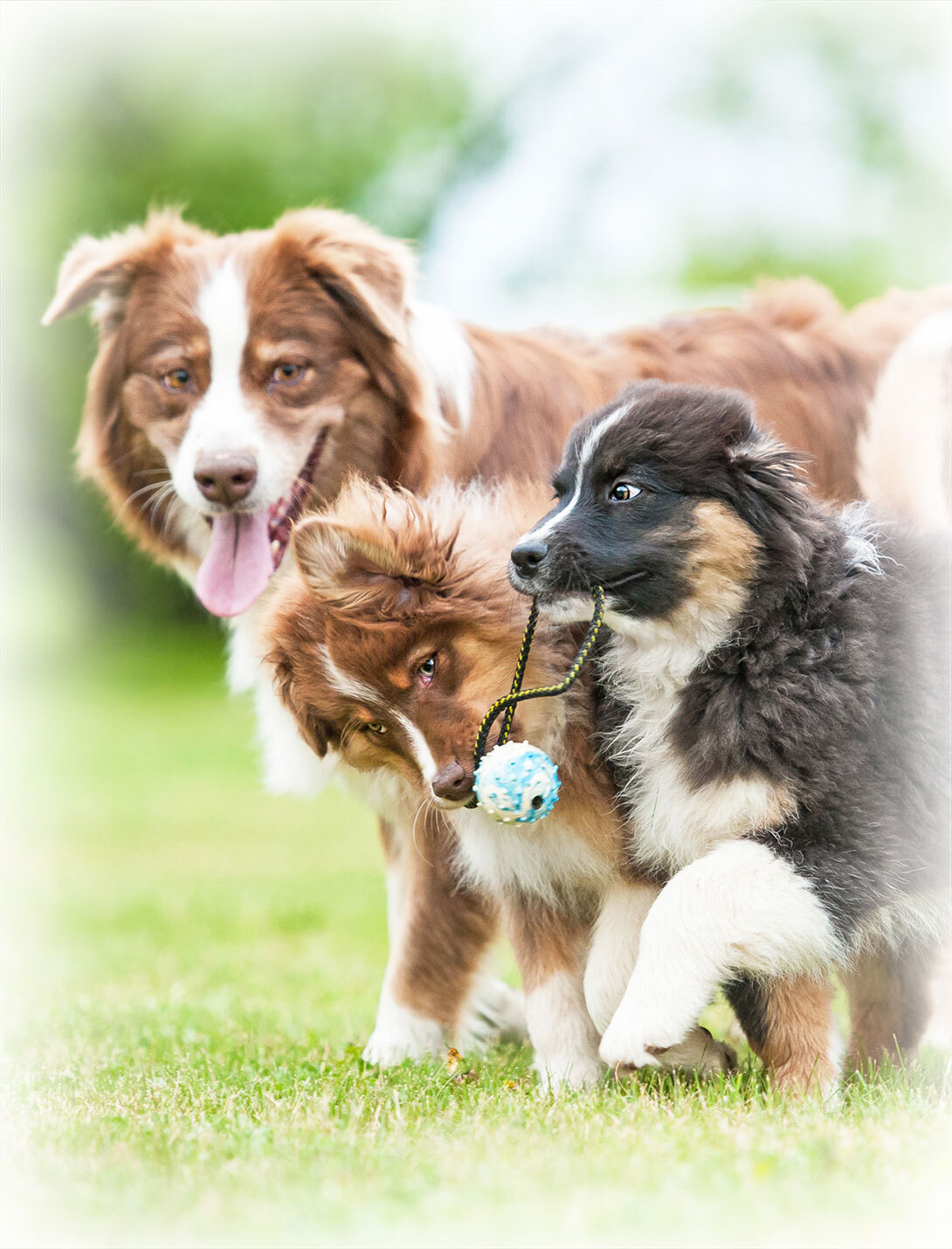 Pet owner and veterinarian consultation during urgent care visit at Peak Pet Urgent Care, Reno NV
