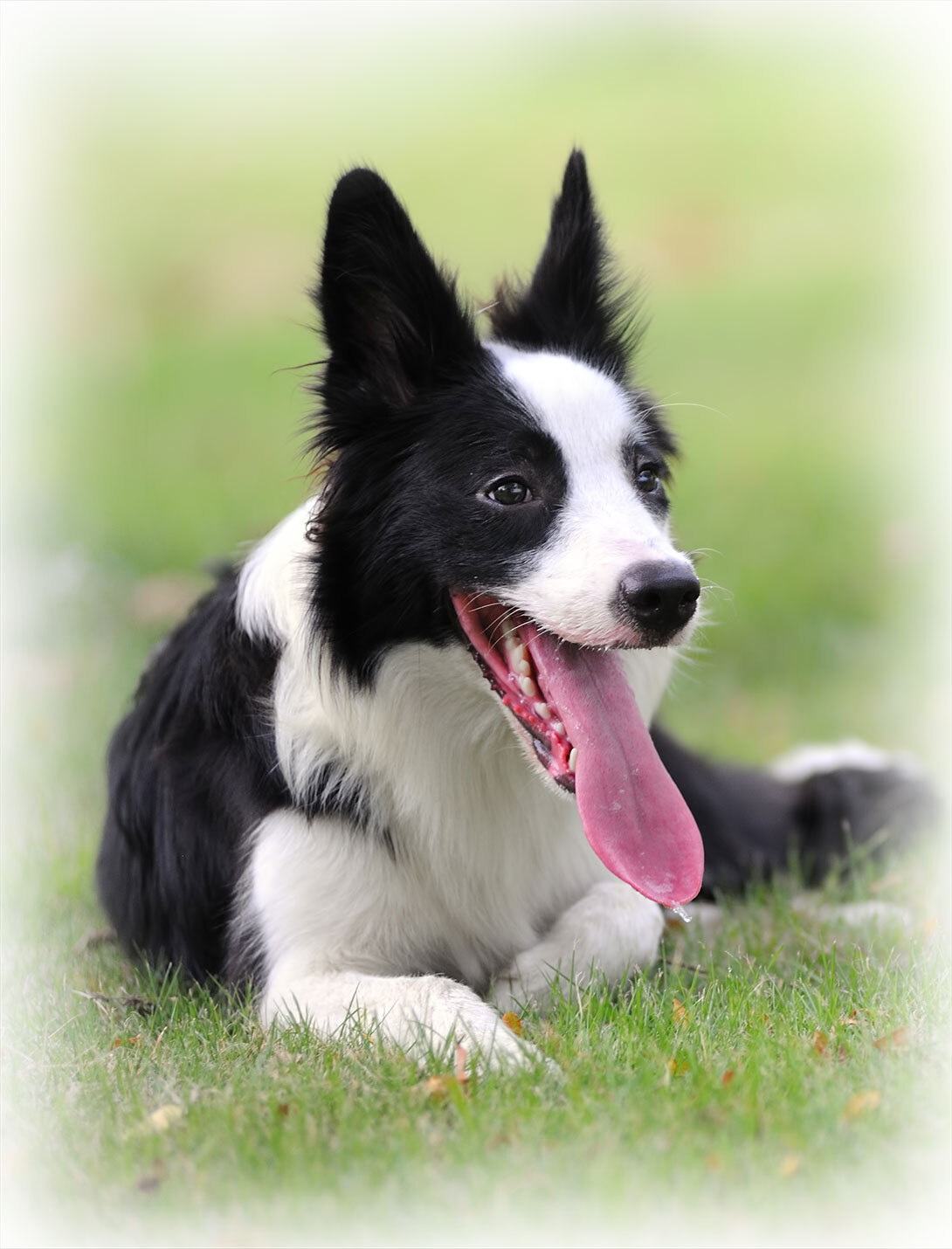 Veterinary professional performing general care examination on a pet patient in Reno, NV
