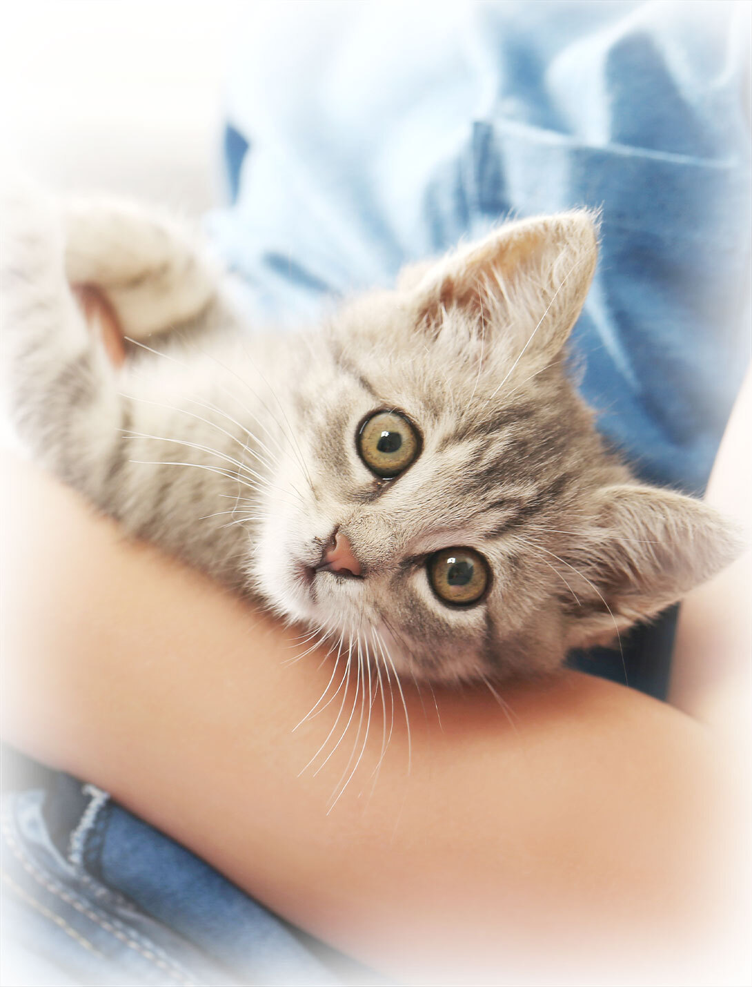 Veterinary care team member providing general pet care services at Peak Pet Urgent Care in Reno, NV
