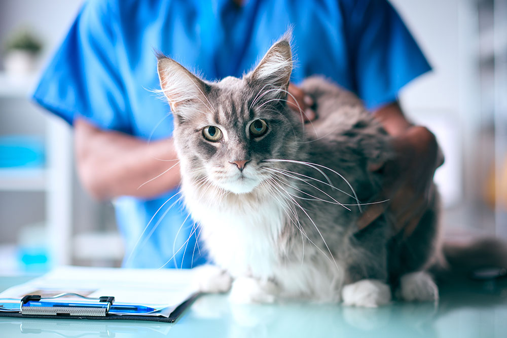 A medium close-up shot of a majestic, fluffy grey and white Maine Coon cat with long whiskers sitting on a glass examination table at a veterinary clinic, while a vet in blue scrubs gently holds it from behind next to a medical clipboard.