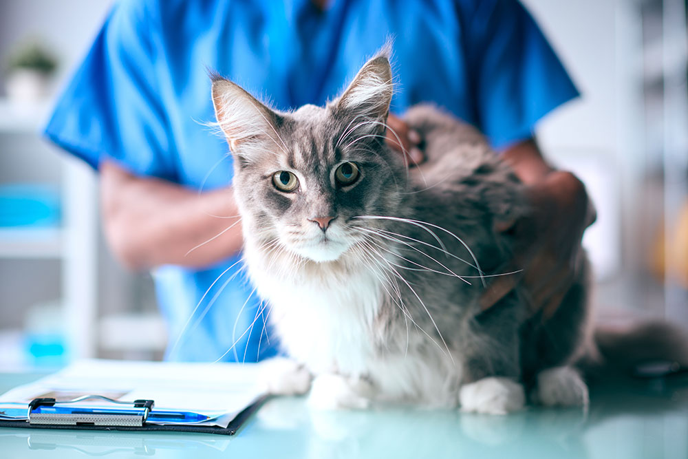A large, fluffy grey and white Maine Coon cat with prominent ear tufts and long whiskers sits on a clinic examination table, looking directly forward while a veterinary professional in blue scrubs gently holds it from behind.