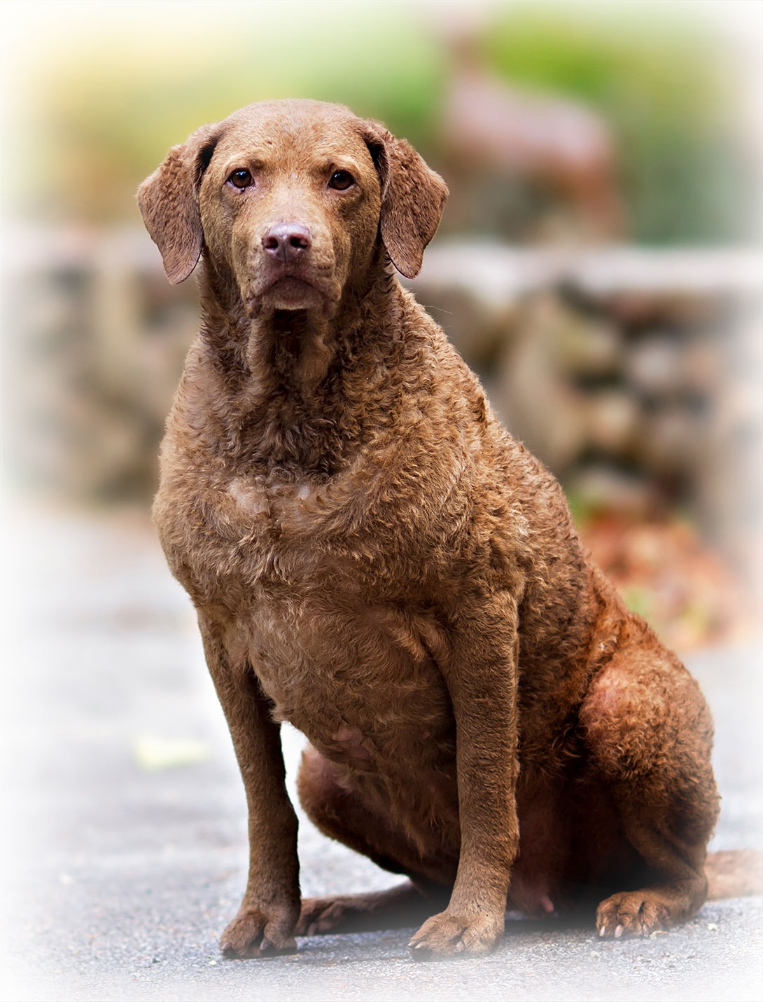 Medial patella luxation orthopedic treatment for dogs and cats at Peak Pet Urgent Care Reno NV
