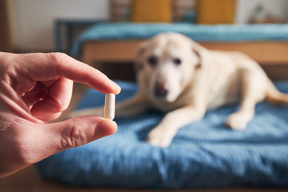 Veterinary medications and prescriptions for pet health treatment at urgent care