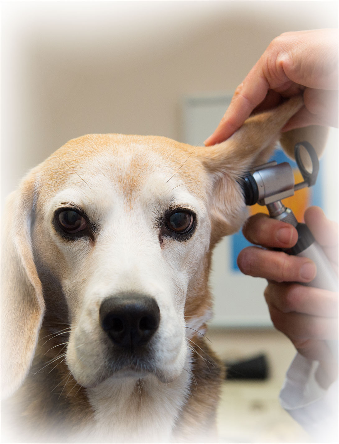 Otoscopy service overview at Peak Pet Urgent Care – ear diagnostics for dogs and cats in Reno

