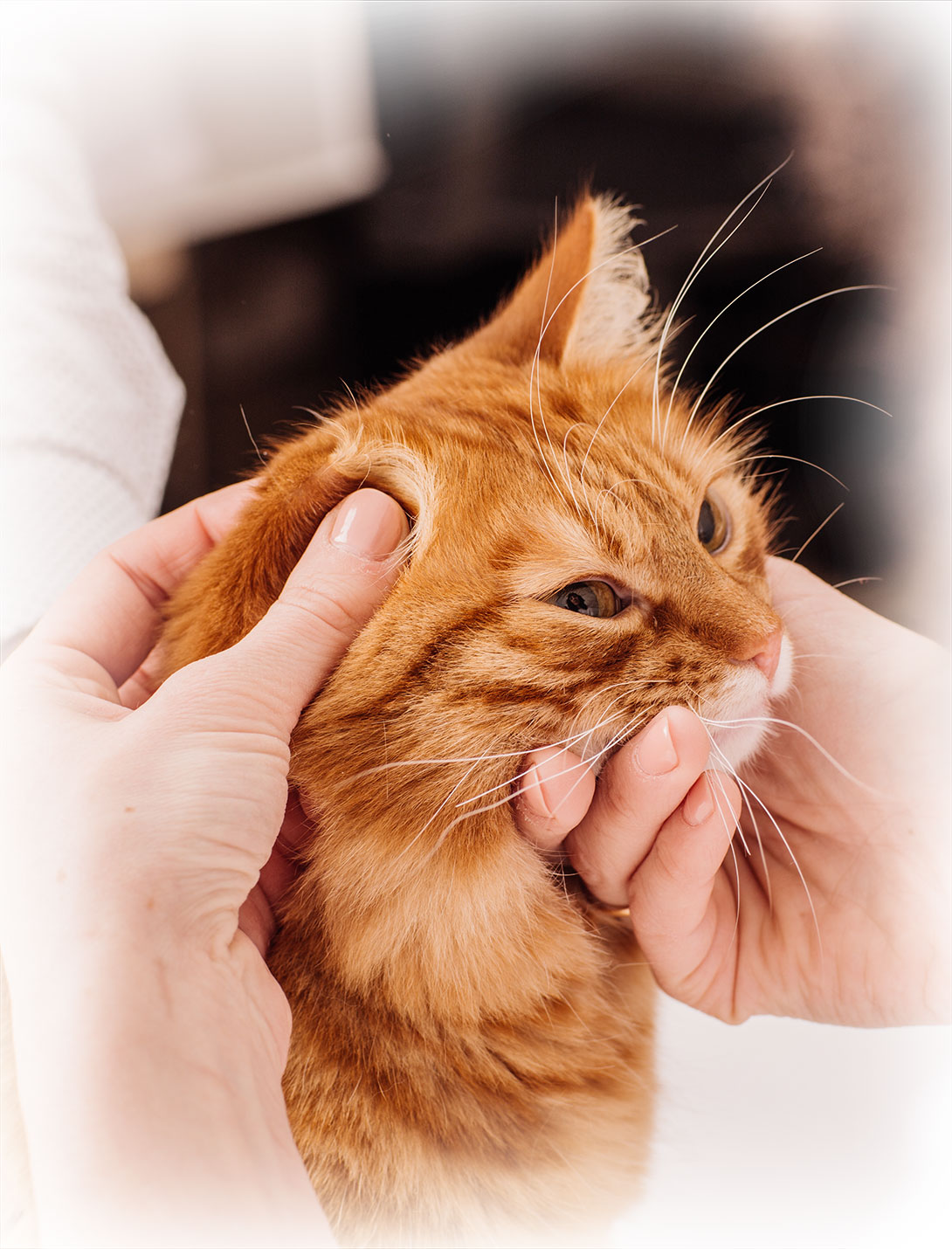 Close-up of pet otoscopy procedure showing ear canal evaluation at veterinary clinic

