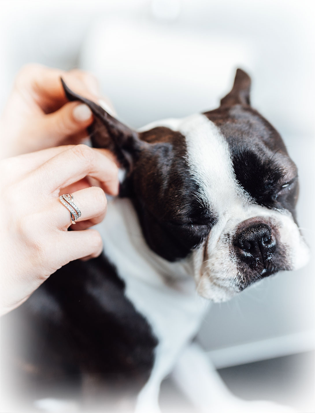 Veterinarian performing otoscopy ear examination on a pet at urgent care clinic
