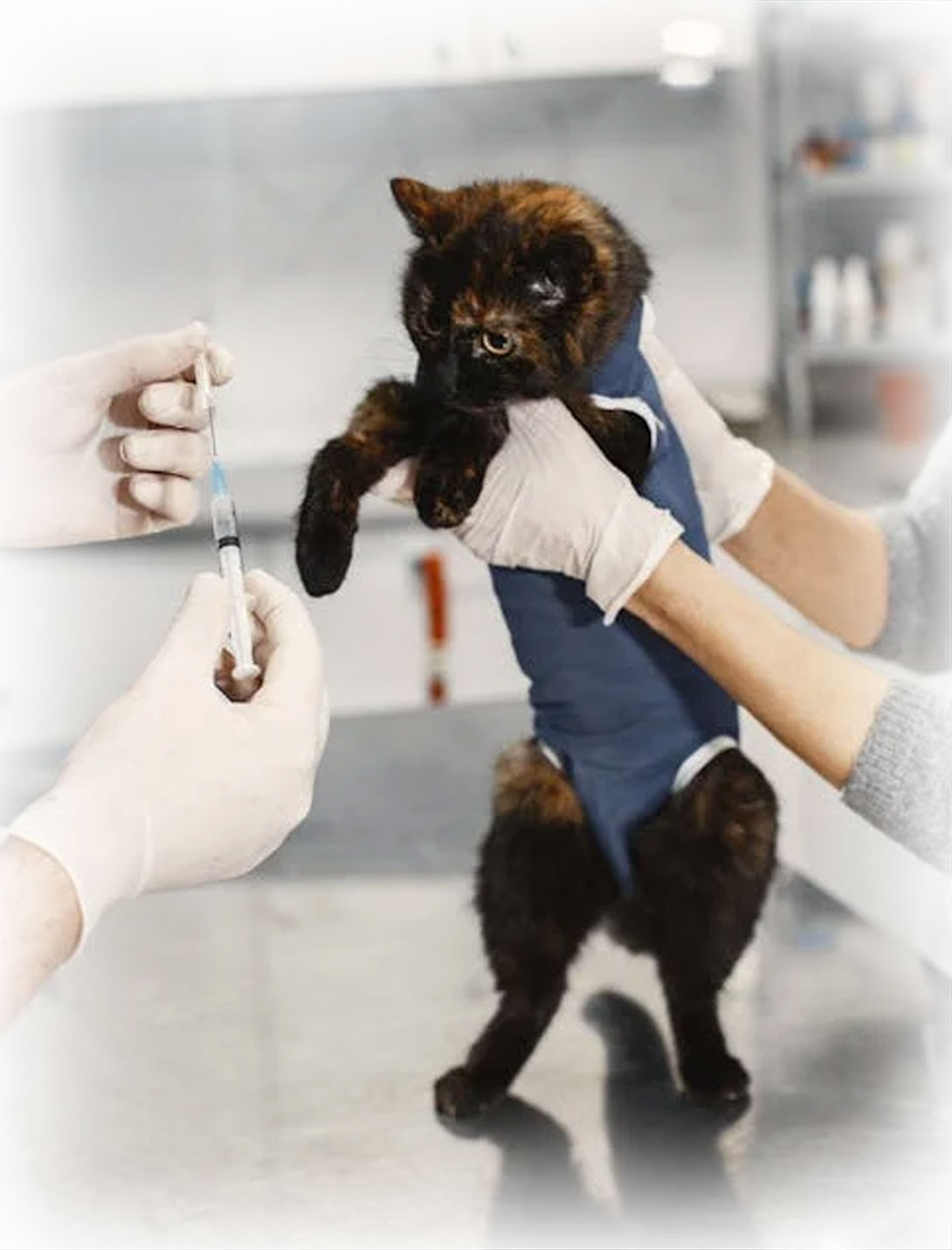 Pet owner and dog receiving general veterinary care at Peak Pet Urgent Care, Reno NV
