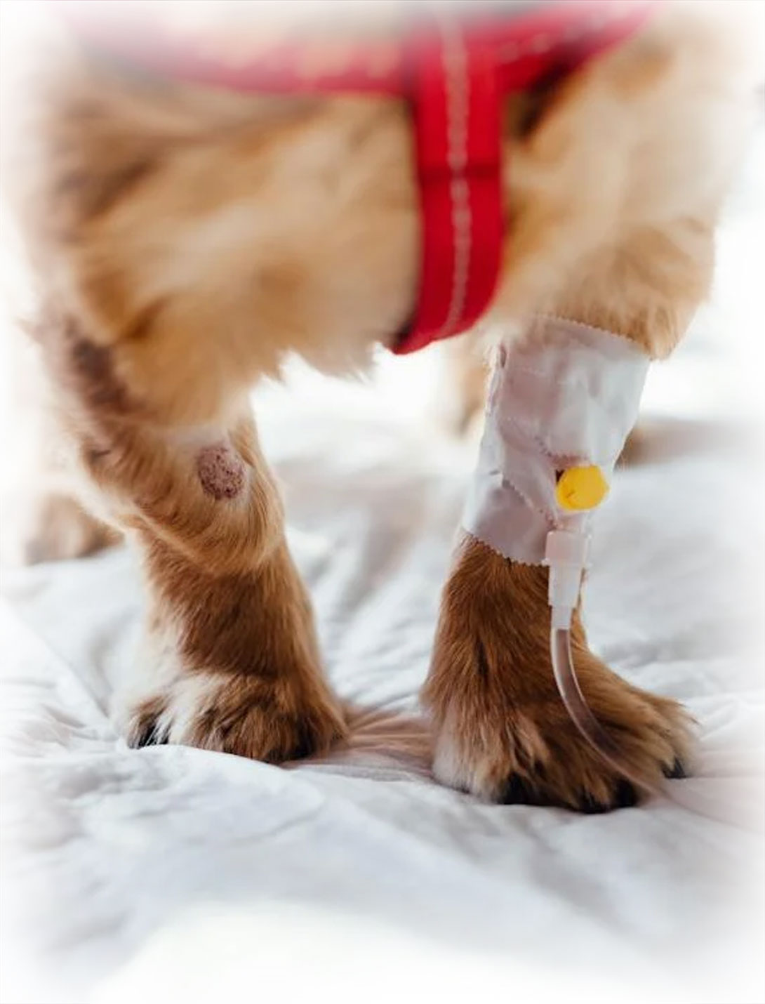 Veterinarian providing urgent pet care services at Peak Pet Urgent Care in Reno, NV
