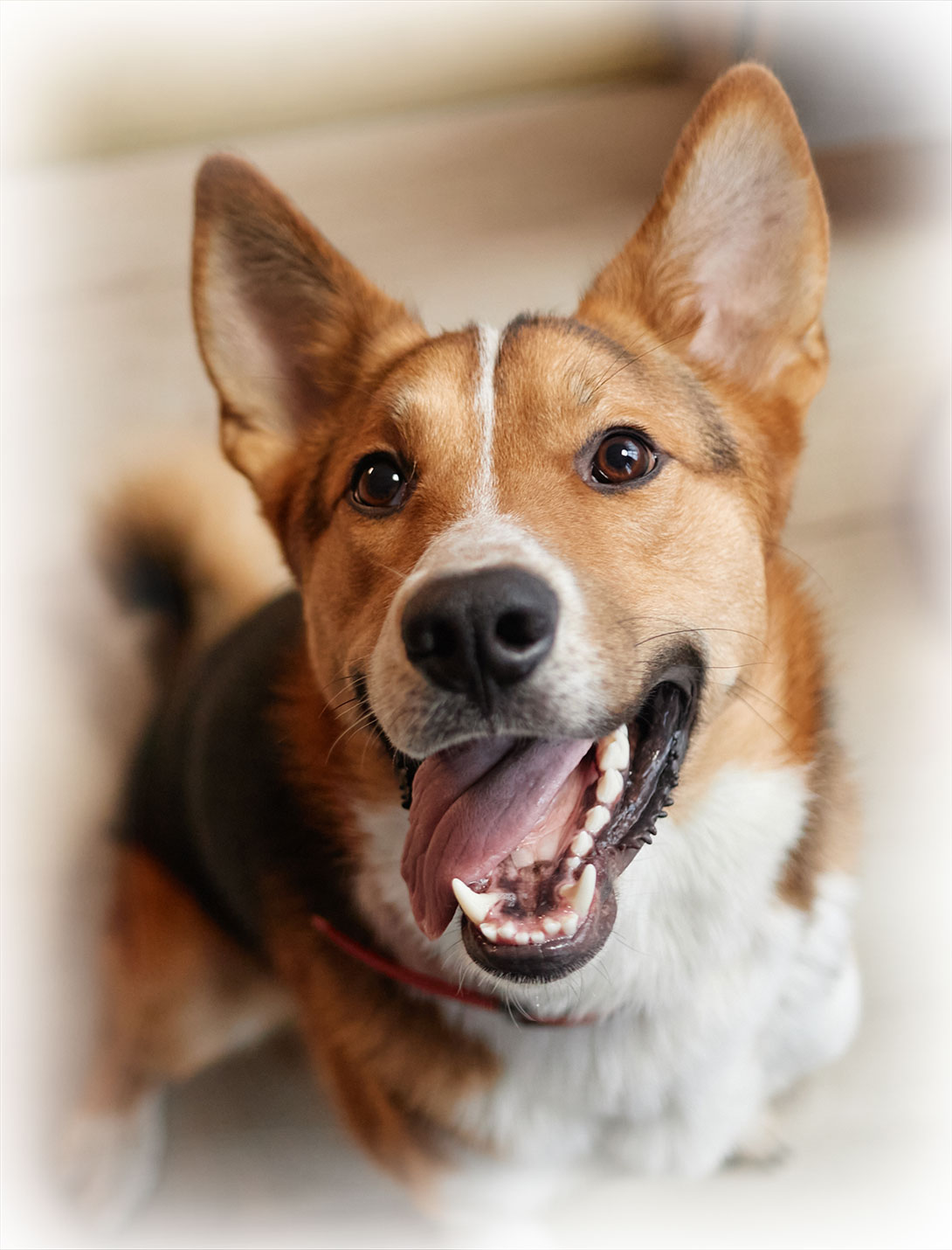 Veterinary pelvic fracture repair surgery procedure at Peak Pet Urgent Care Reno NV
