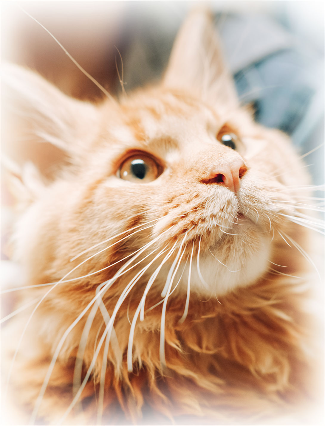 Veterinarian evaluating a pet for pelvic fracture repair at Peak Pet Urgent Care, Reno NV
