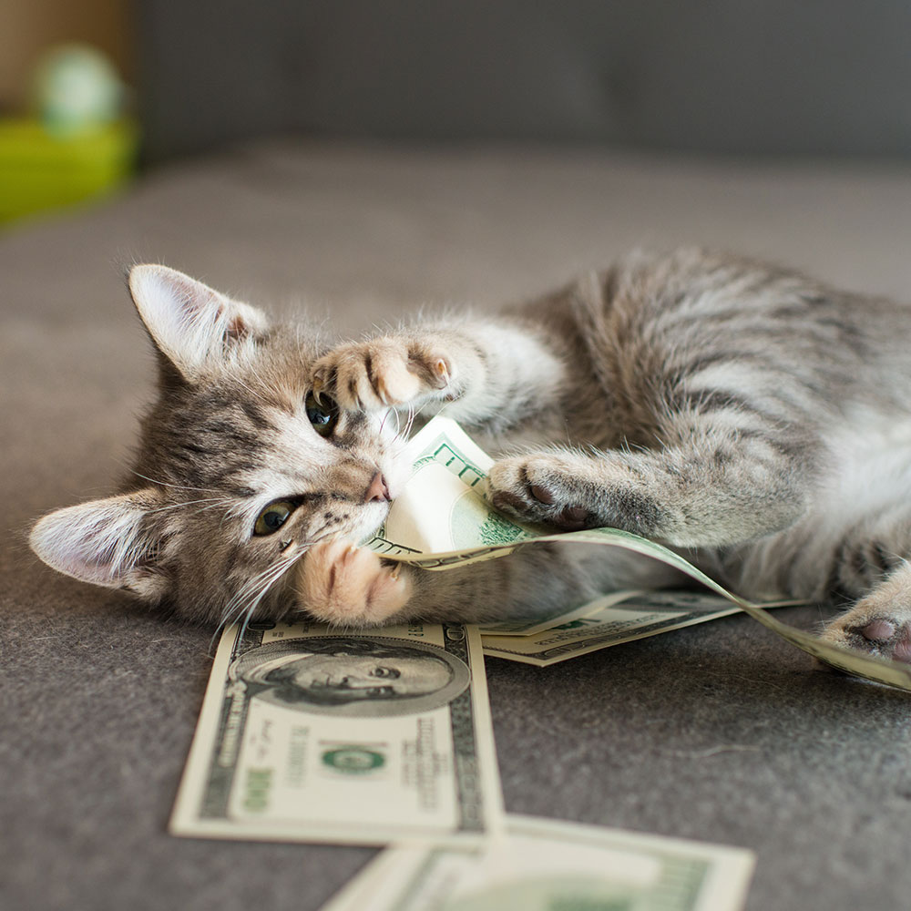 Staff member enjoying pet allowance benefit with their pet at Peak Pet Urgent Care Reno
