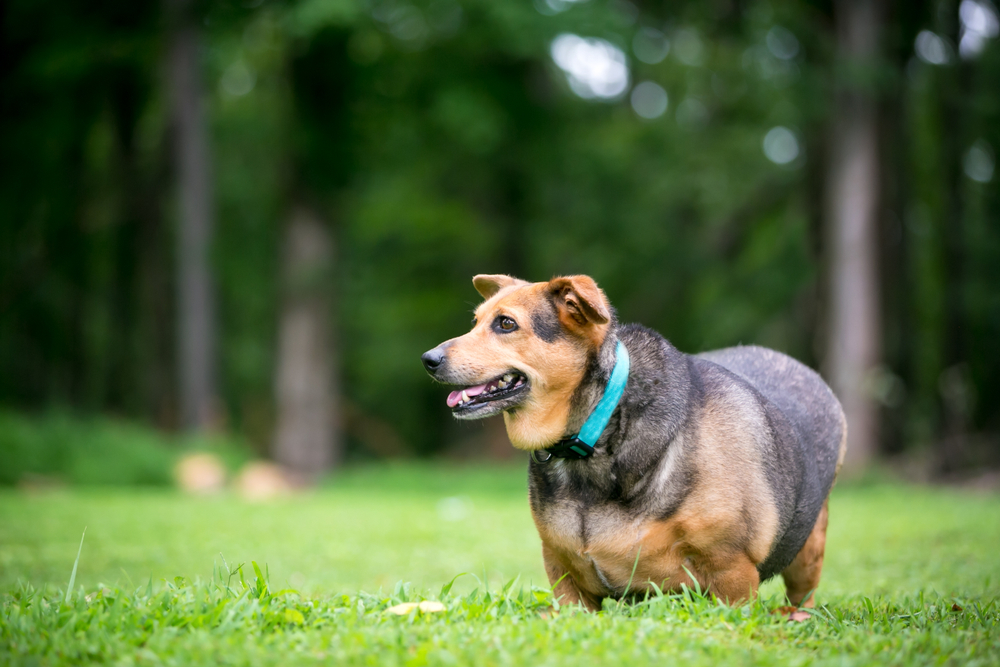Overweight Welsh Corgi mix dog — pet weight management and health care