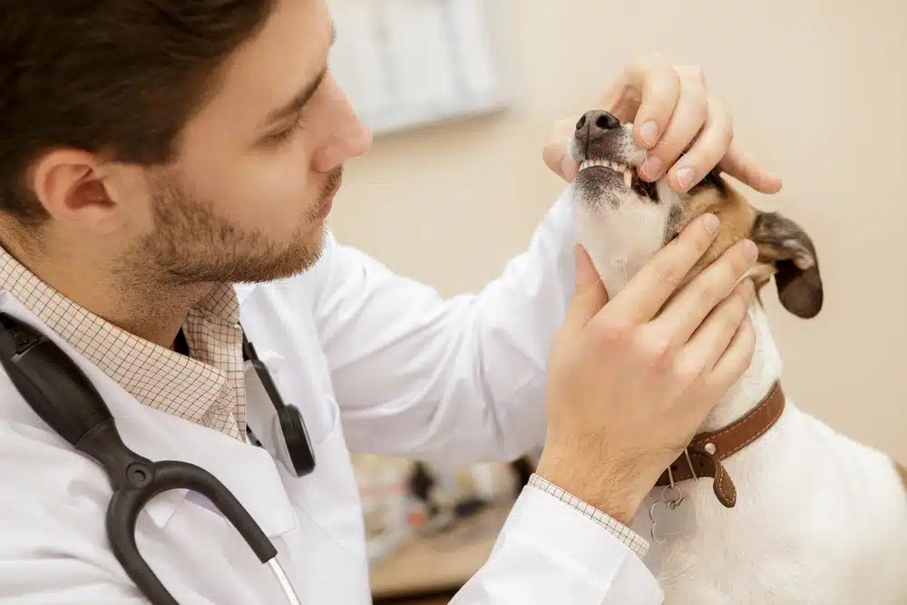 Pet dental care exam with veterinarian checking dog teeth at urgent care clinic