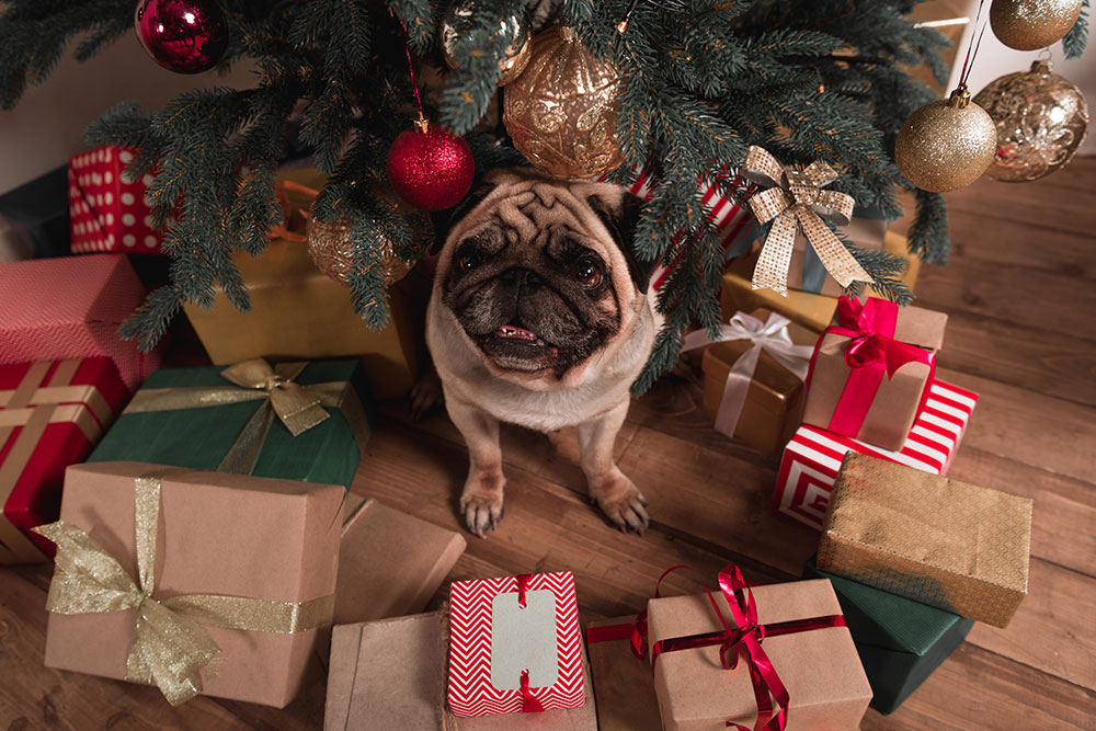 Pug dog surrounded by wrapped holiday gifts during Christmas season