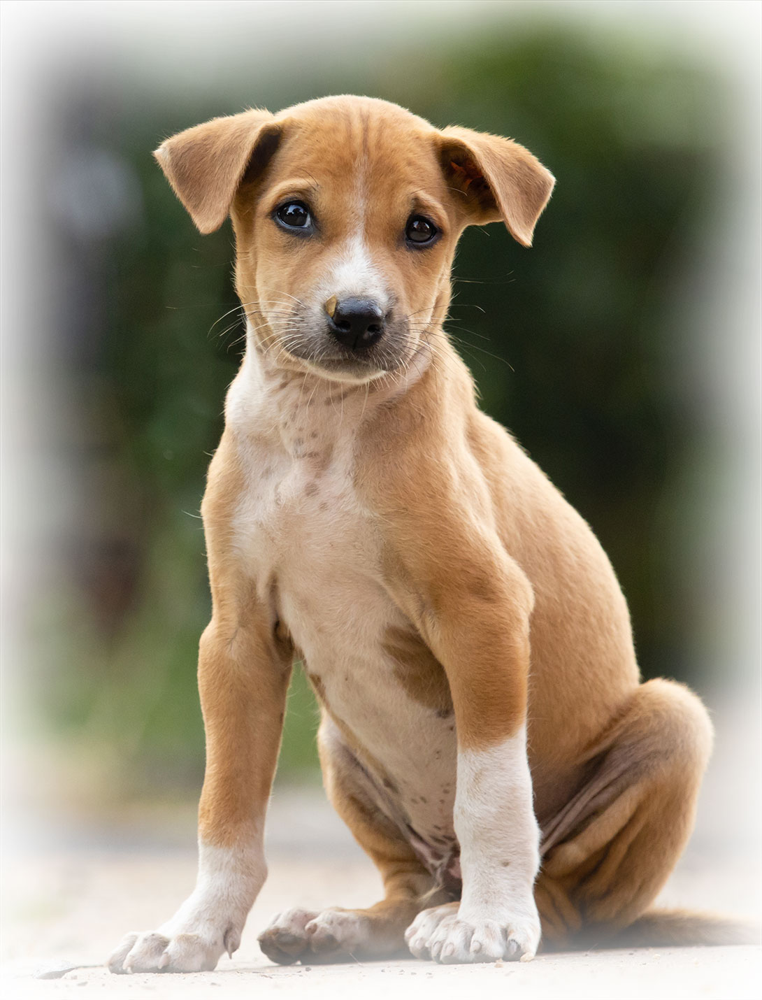 Pyometra emergency surgery for pets at Peak Pet Urgent Care in Reno, NV
