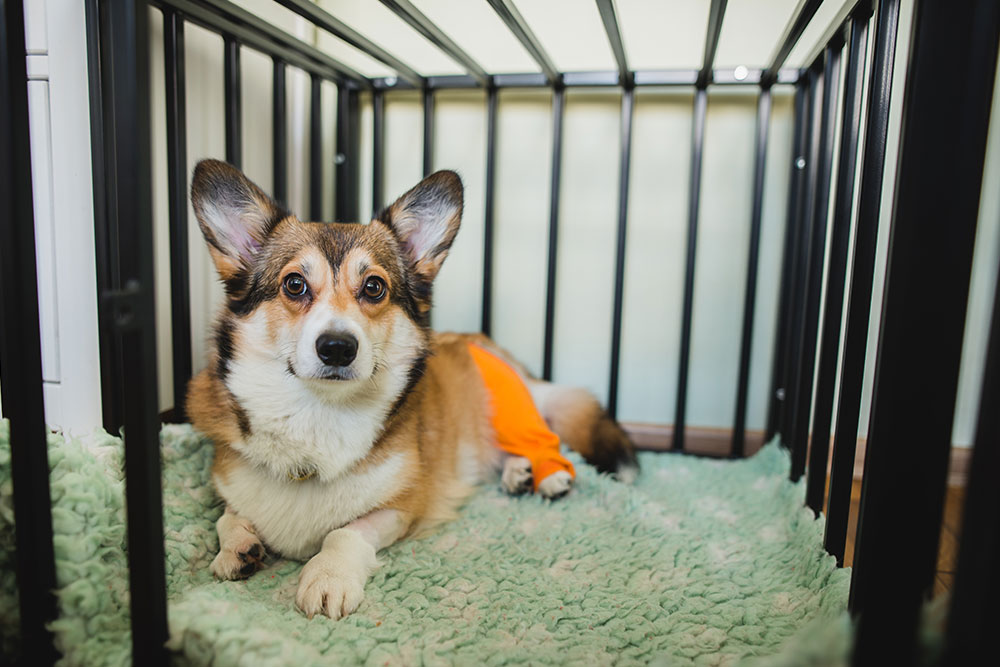 Recovering Corgi resting comfortably on a soft bed during post-surgical recovery, demonstrating the importance of rest and monitoring after veterinary treatment.