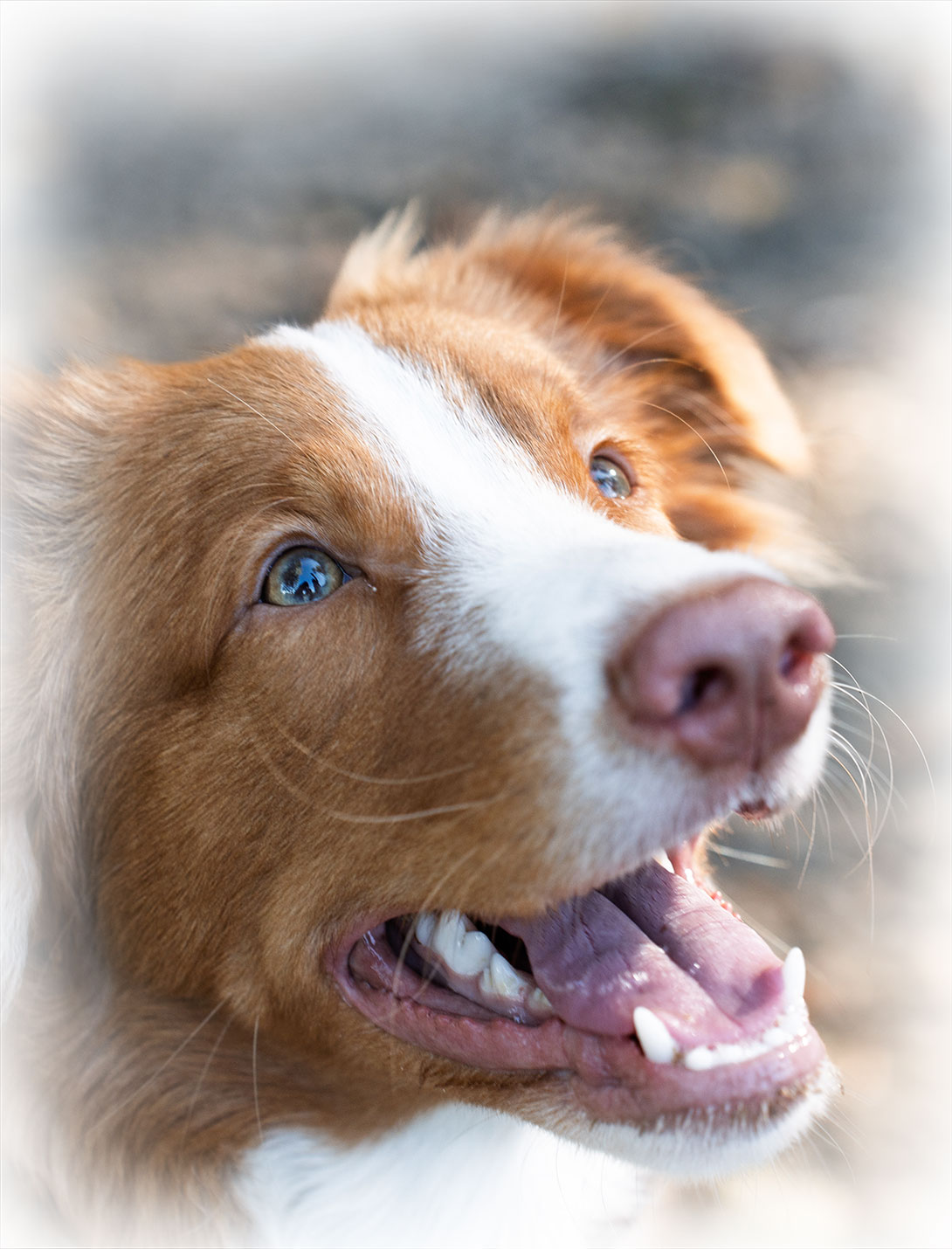 Rhinoscopy service overview at Peak Pet Urgent Care – nasal diagnostics for dogs and cats
