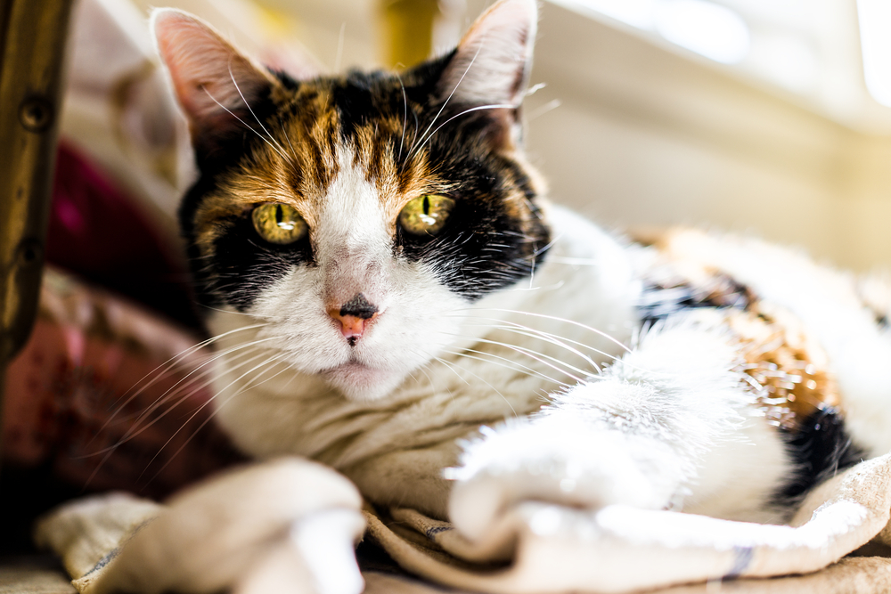Senior calico cat resting on kitchen towels — feline senior pet care