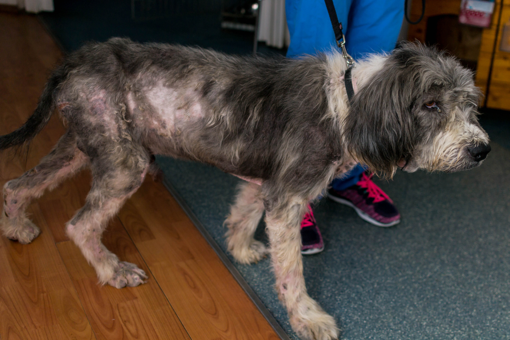 Senior dog with mange being examined at a veterinary clinic in Reno NV