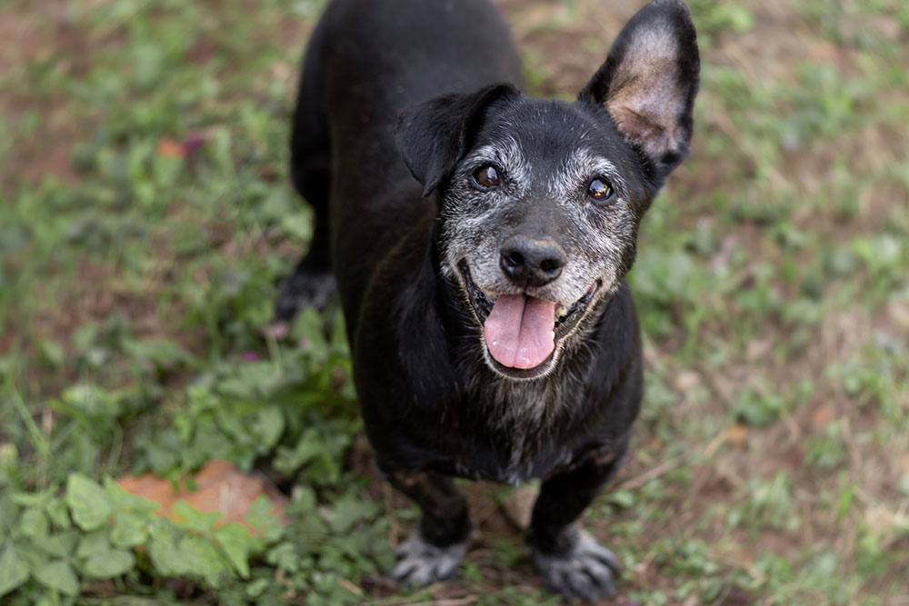 Happy senior dog smiling outdoors, representing geriatric pet health care services
