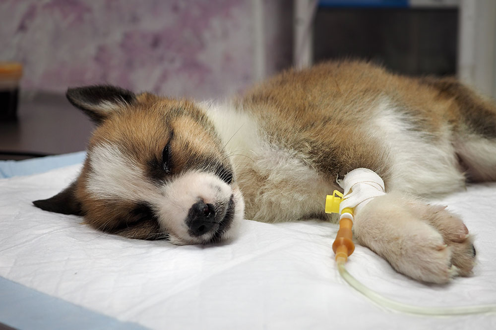 Sick puppy receiving IV drip treatment during veterinary urgent care visit