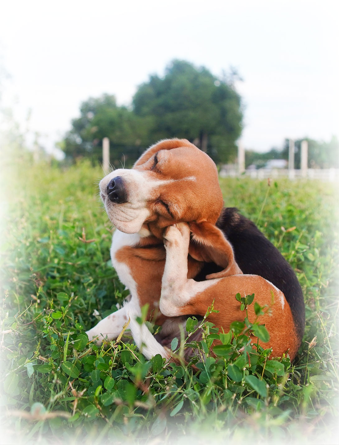 Splenectomy pet surgery procedure offered at Peak Pet Urgent Care in Reno, NV
