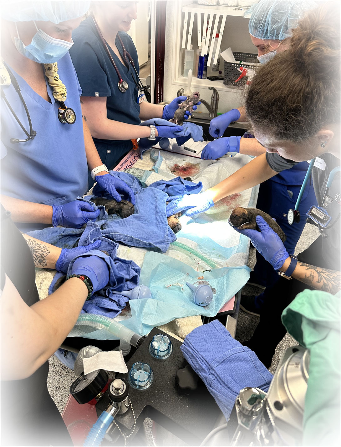 Close-up of TPLO surgical procedure for canine cruciate ligament repair and recovery
