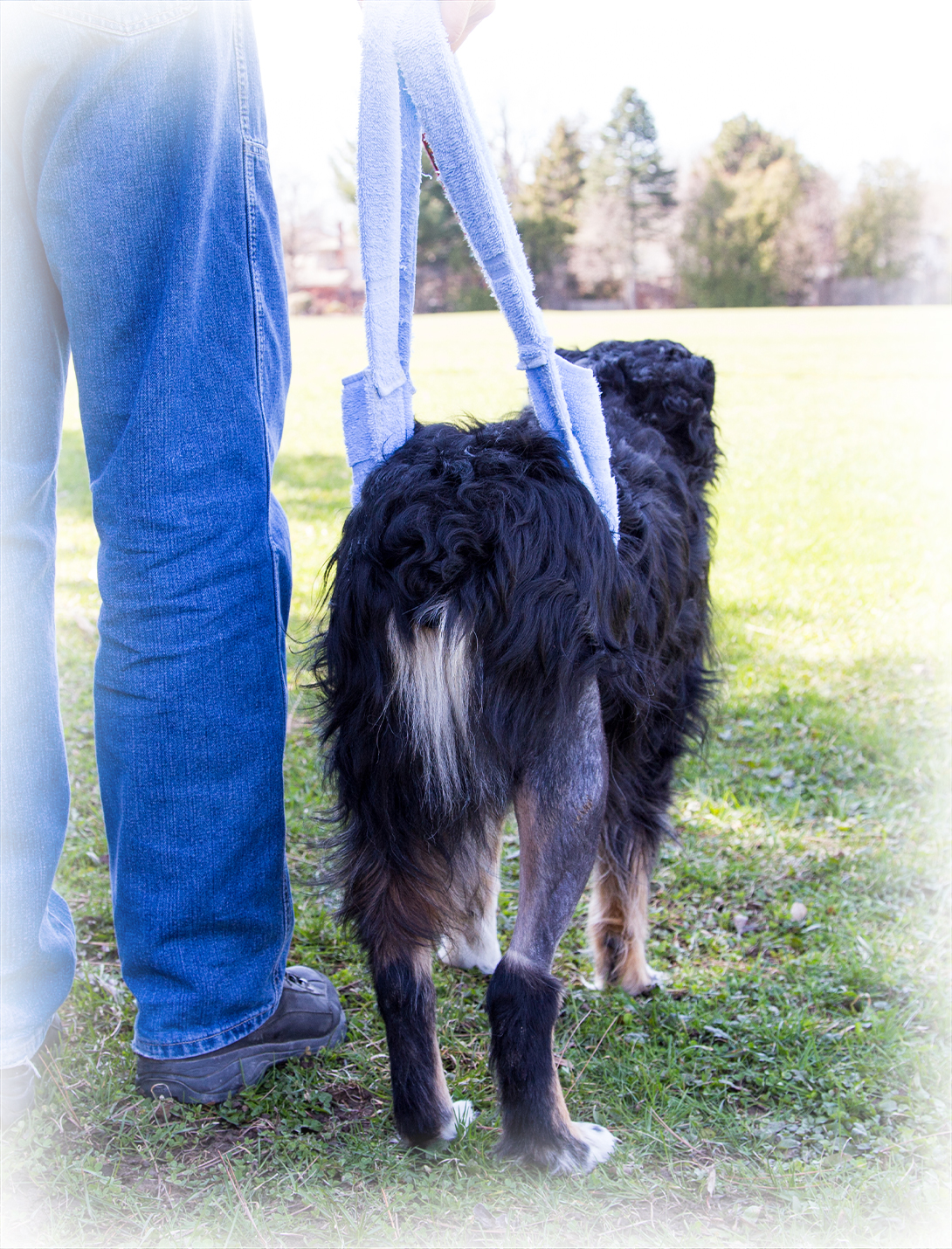 Veterinarian assessing dog's knee joint prior to TPLO surgery at Reno veterinary clinic
