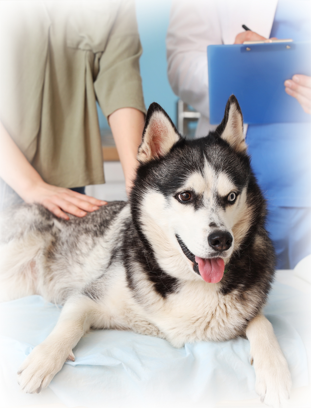 Canine patient receiving TPLO knee ligament surgery consultation in Reno NV
