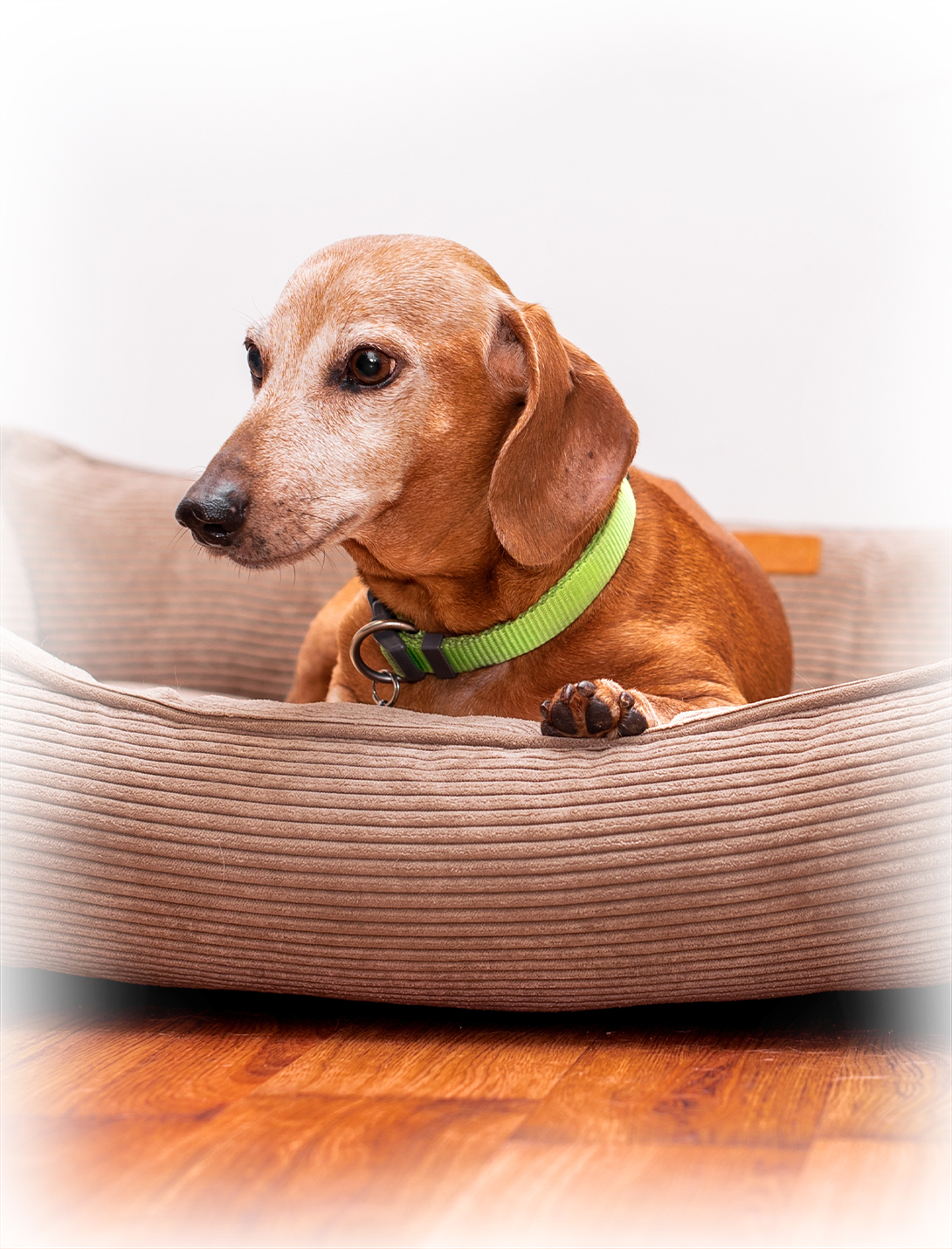 Post-TPLO surgery dog rehabilitation and recovery care at Peak Pet Urgent Care Reno
