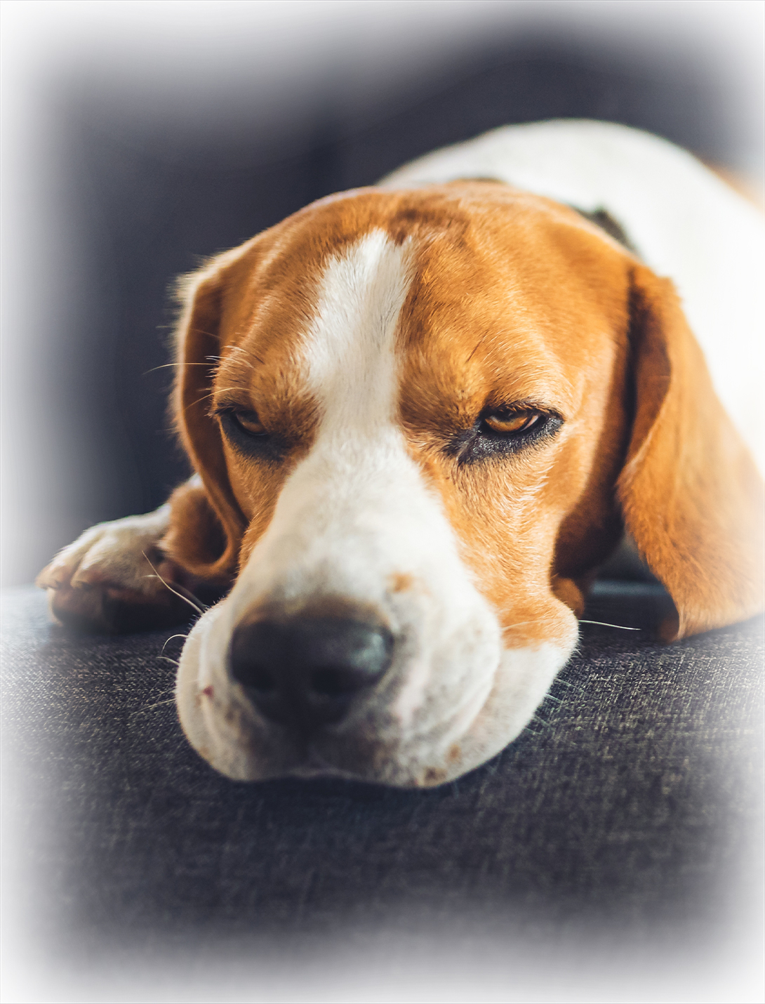 Veterinarian reviewing TPLO surgical outcomes for canine knee injury treatment Reno NV
