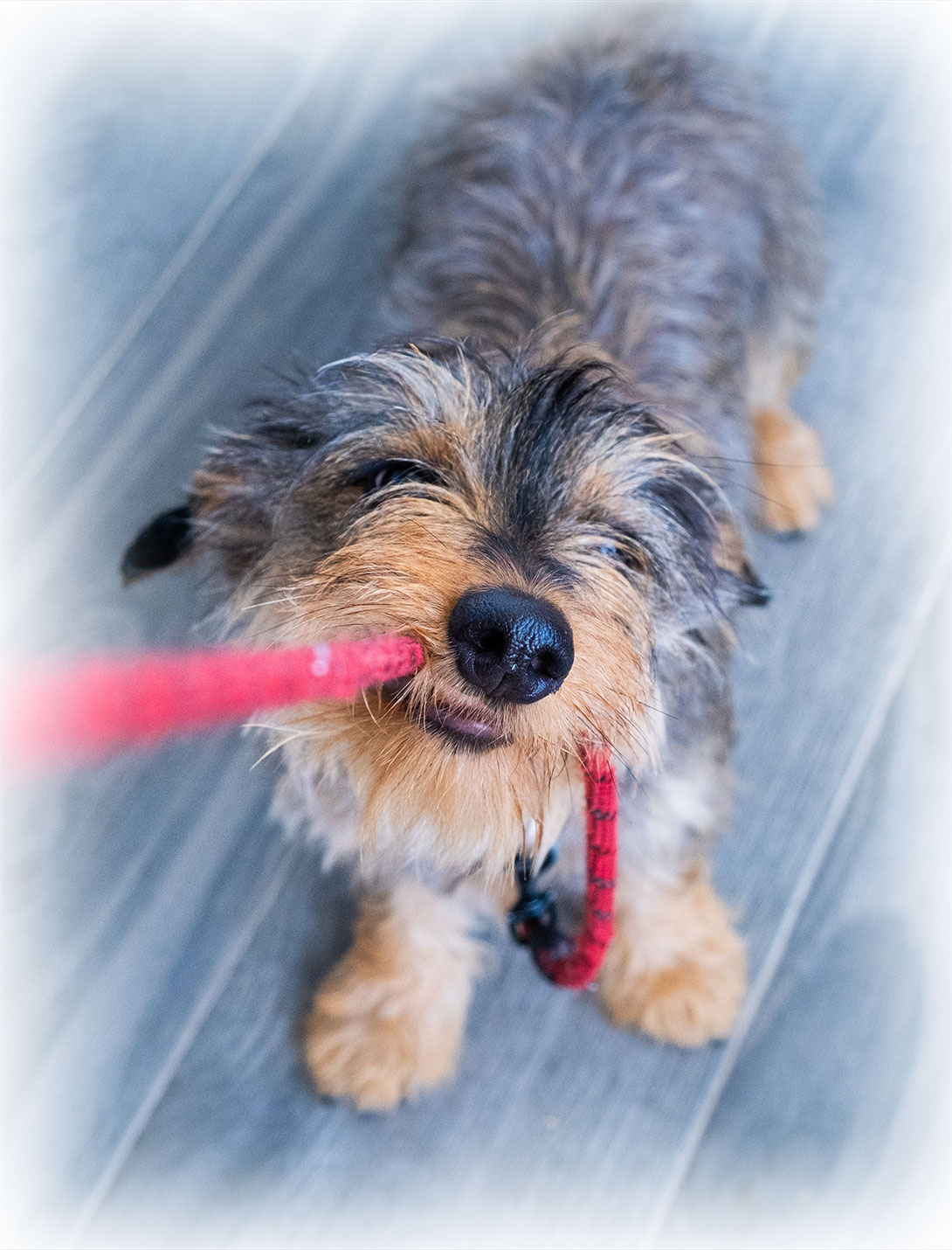 Veterinary thyroidectomy and parathyroidectomy surgical procedure for pets at Peak Pet Urgent Care Reno NV
