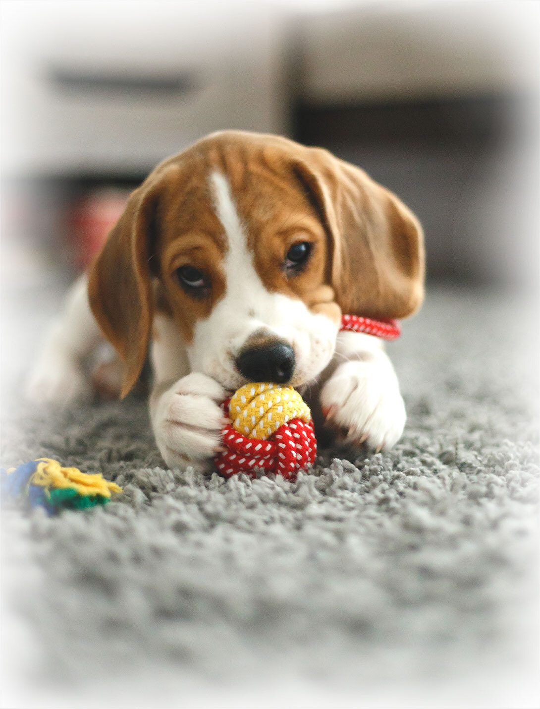 Pet under anesthesia during thyroidectomy procedure at Peak Pet Urgent Care veterinary clinic
