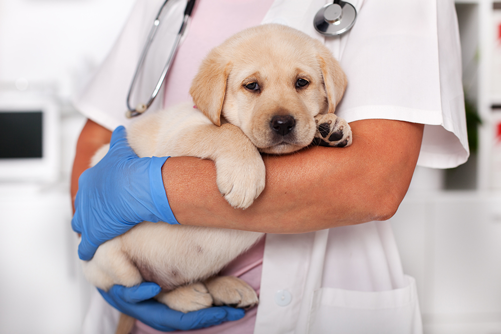 A close-up of a veterinarian, wearing a white coat and blue gloves, holding a small, calm, cream-colored Labrador Retriever puppy across their arms. A stethoscope is visible around the veterinarian's neck.