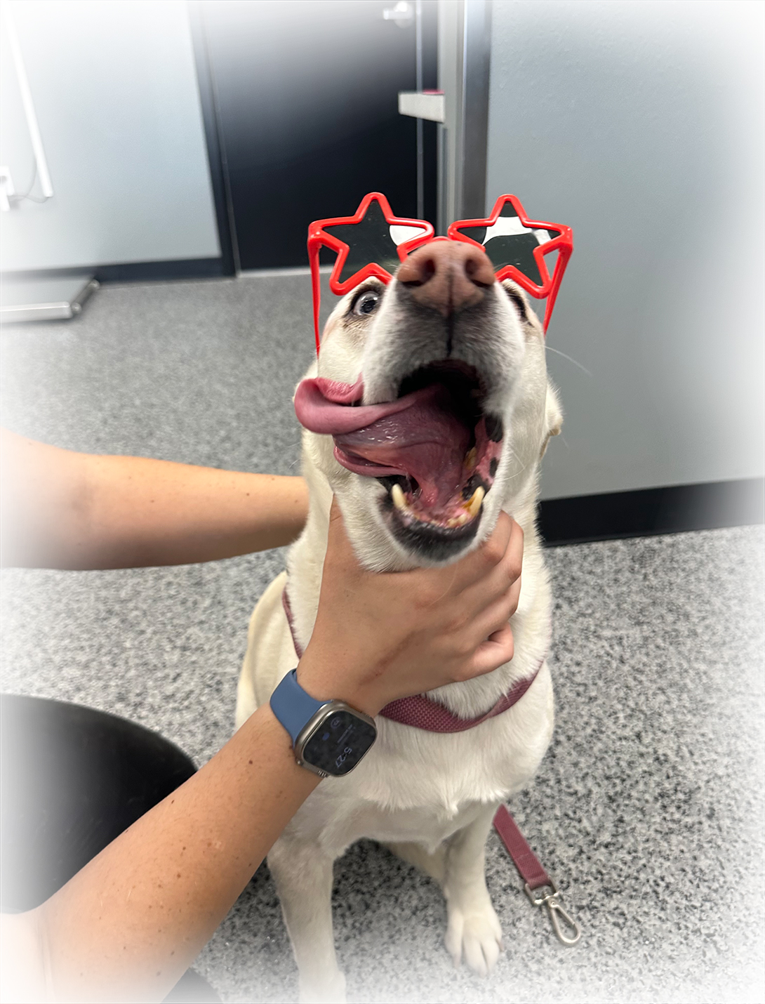 What to expect during your pet's visit to Peak Pet Urgent Care in Reno NV
