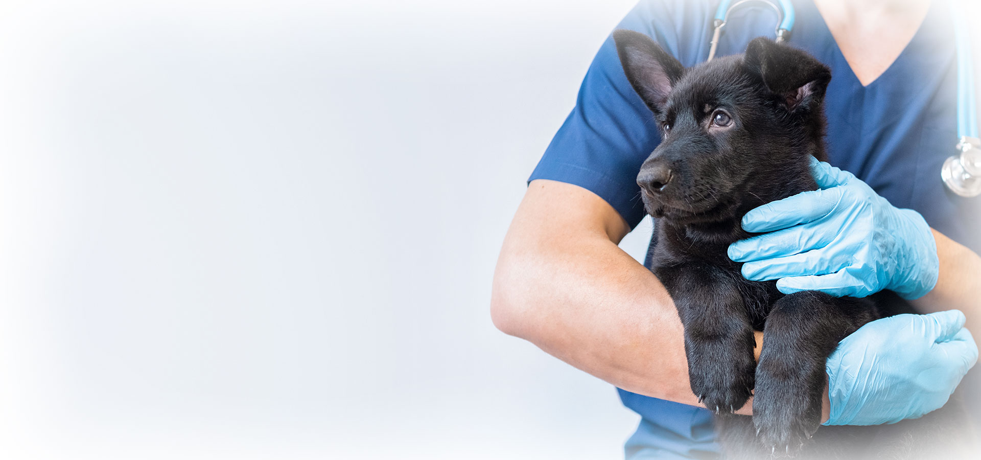 Veterinarian examining a patient at Peak Pet Urgent Care clinic in Reno, NV
