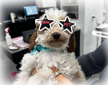 Peak Pet Urgent Care careers section highlighting veterinary job opportunities in Reno NV
