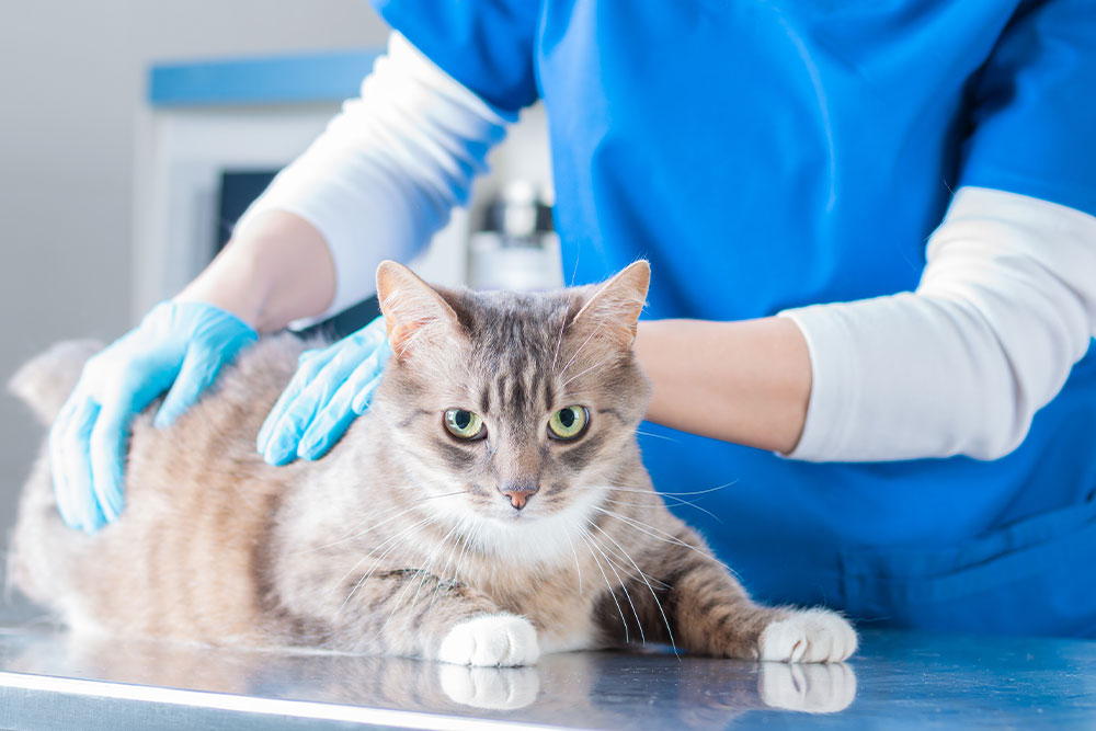 Veterinarian performing a health checkup on a cat at an urgent care pet clinic